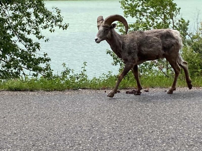 Calgary Shuttle: Lake Louise, Banff & Johnston Canyon Tour - Final Thoughts