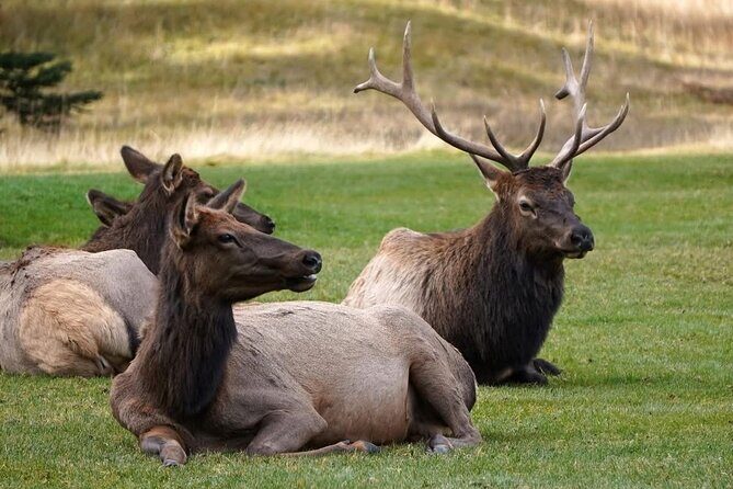 Calgary to Louise, Moraine, Emerald Lake and Johnston Canyon Tour - Considerations