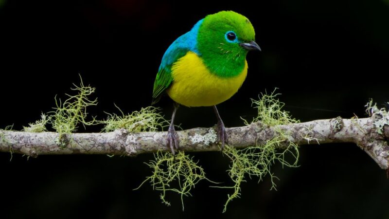 Cali: Bird Watching in The San Antonio Fog Forest - Guided Tour Experience
