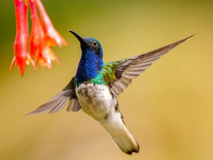 Cali: Bird Watching - Food and Amenities Provided