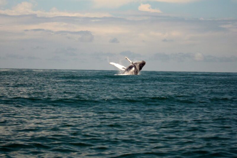 Cali: Whale Watching in the Colombian Pacific Coast - Unique Wildlife Experiences