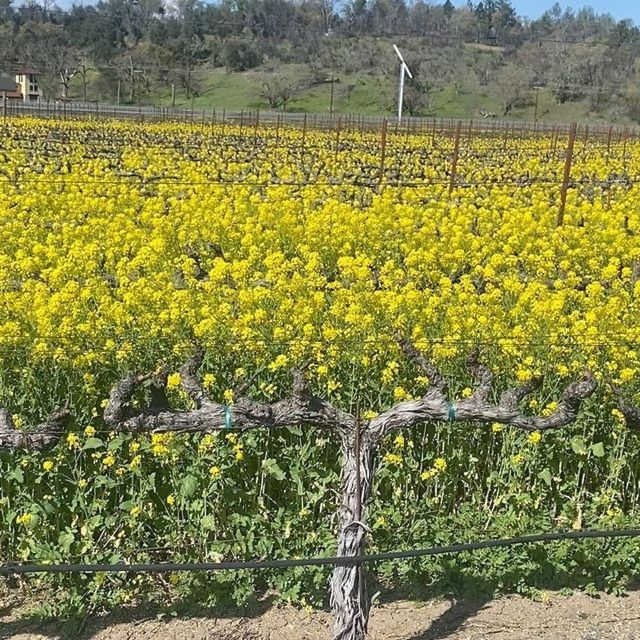 Calistoga: Napa Valley Cycling and Winery Tour With Picnic - Wine Tasting and Picnic Lunch