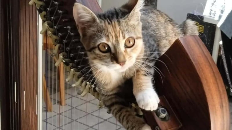 Calosso: Private Harp Concert & Wine Tasting in the Langhe - Final Thoughts