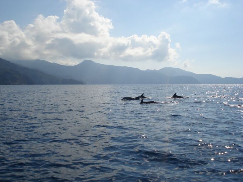 Calvi: Scandola and Girolata 6-Hour Boat Tour - Inclusions and Exclusions