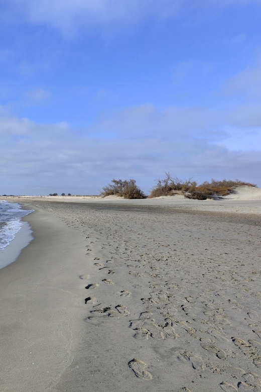Camargue, Its Secrets and Its Magic: an Exclusive Tour - Discovering the Bull Herds
