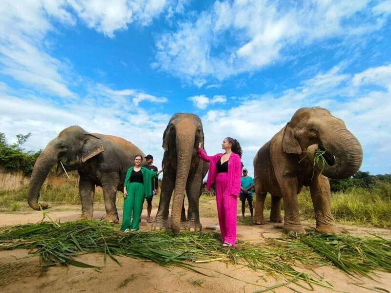 Cambodia Elephants Haft Day Experiences from Siem Reap - Final Thoughts: Is This Tour Worth It?  