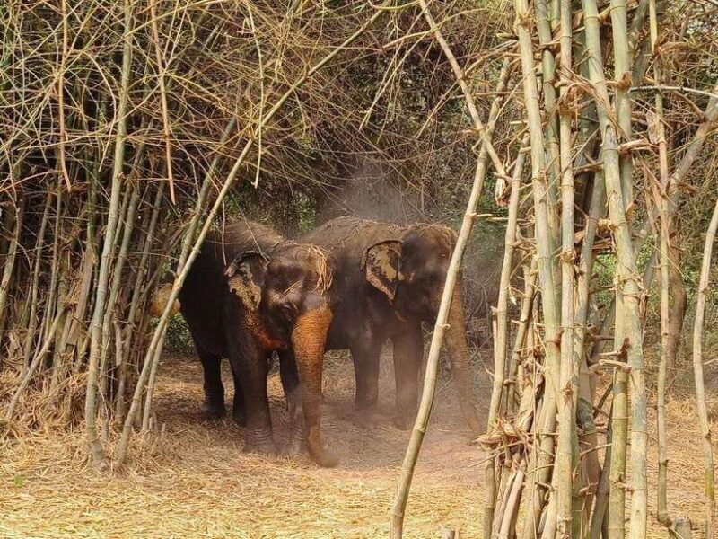 Cambodia Elephants Haft Day Experiences from Siem Reap - FAQ  