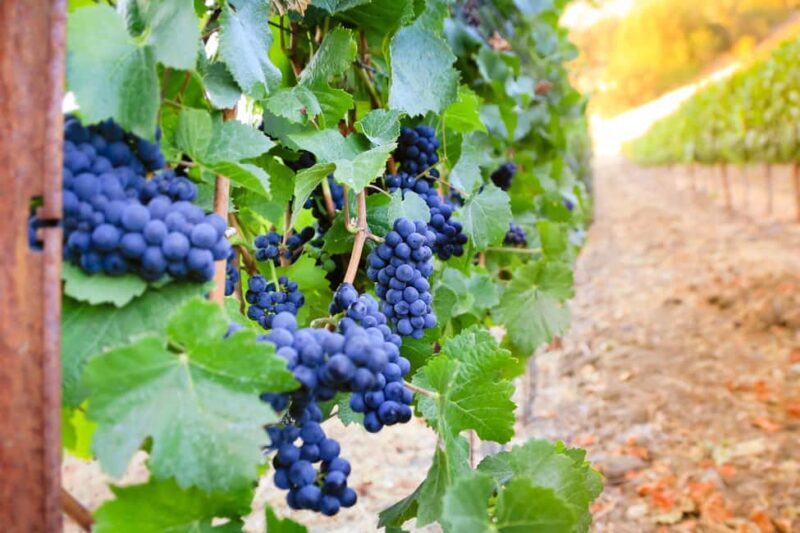 Cambria: Wine Tasting at Cutruzzola Vineyards - What Makes This Tasting Stand Out?