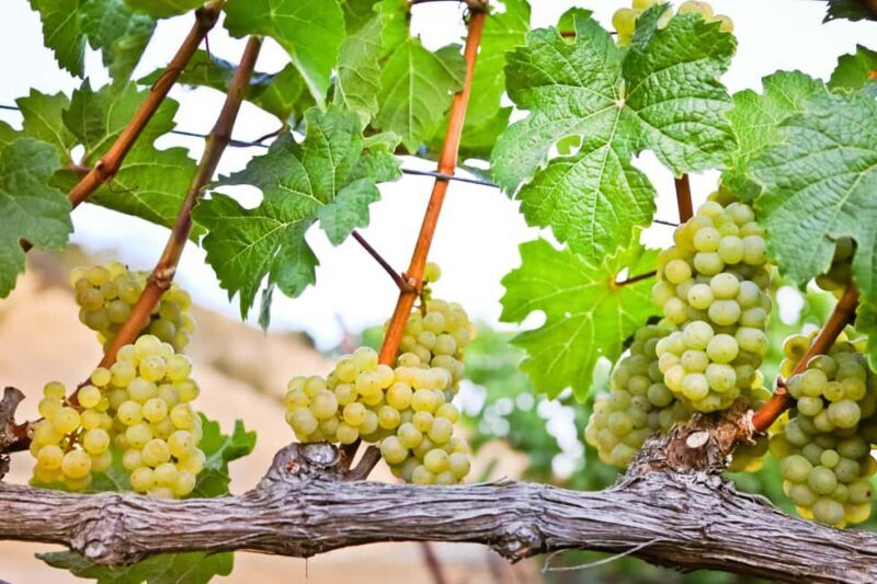 Cambria: Wine Tasting at Cutruzzola Vineyards - Wrapping Up