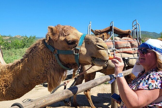 Camel Adventure on the Beach - Authenticity and Value: What You Really Get