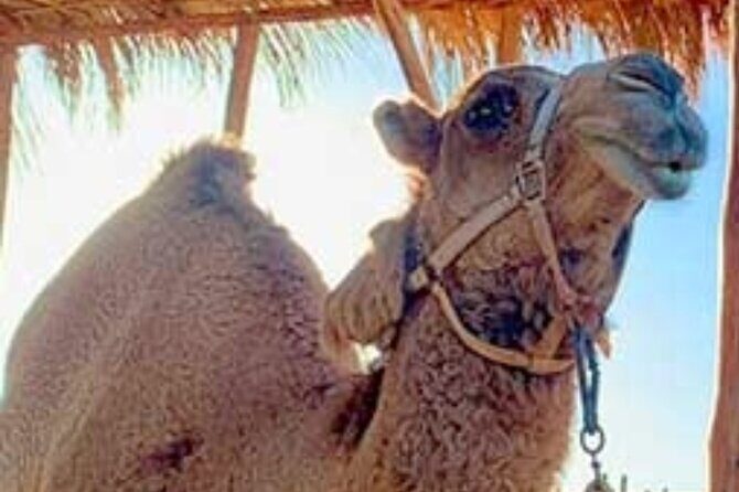Camel Desert Ride Experience in Cabo - An In-Depth Look at the Camel Desert Ride Experience