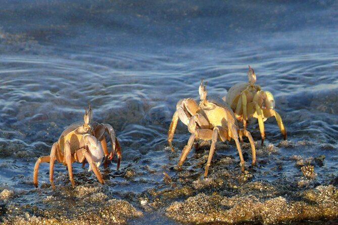 Camel Ridding Marsa Alam Safari From Camel Yard - Guest Reviews