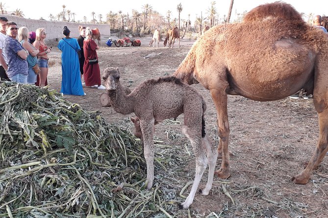 Camel Ride Adventure For Everyone - Accessibility Considerations