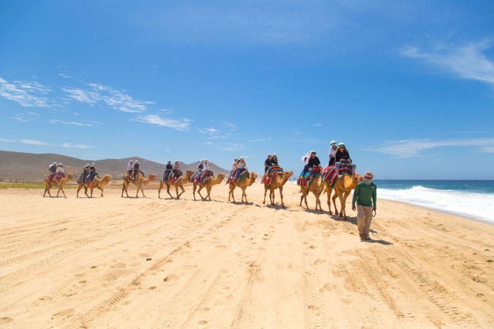 Camel Ride Beach and Desert Adventure. - Logistics and Accessibility
