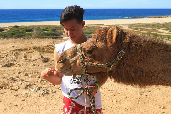 Camel Ride & Encounter at Los Cabos - An In-Depth Look at the Camel Ride & Encounter Tour