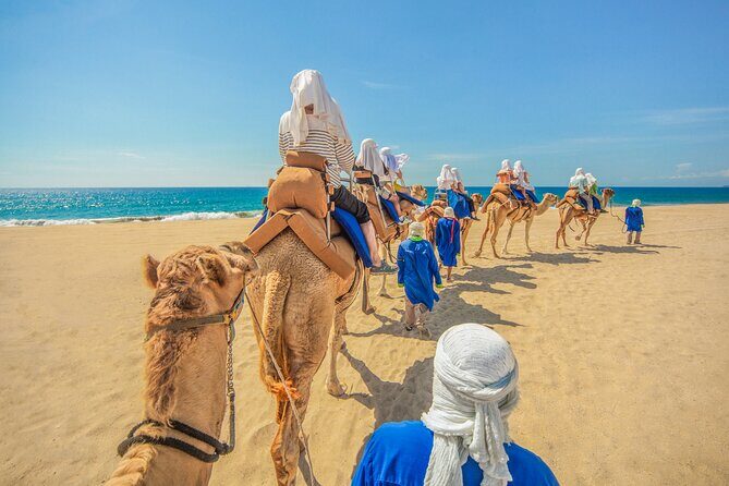 Camel Ride in Los Cabos with Buffet Food and Beer - Introduction