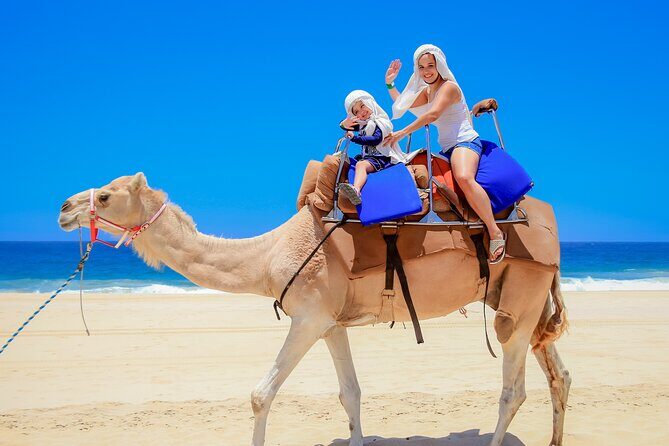 Camel Ride in Los Cabos with Buffet Food and Beer - Key Points