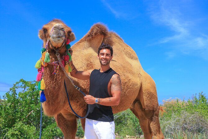 Camel Ride in Los Cabos with Buffet Food and Beer - Whats Included and Whats Not