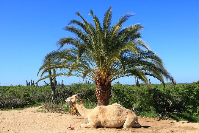 Camel Ride in Los Cabos with Buffet Food and Beer - Practical Details and Considerations