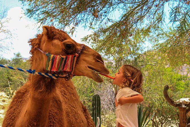 Camel Ride in the Canyon + Thrilling Water-Slides & Snacks - The Sum Up