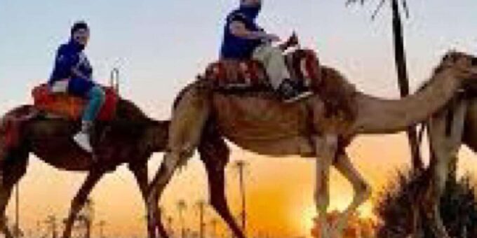 Camel Ride in the Palm Grove of Marrakech - Visiting a Berber Home
