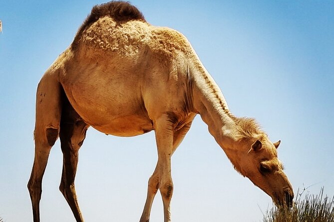 Camel Ride Safari in Red Dunes - Meeting the Tour Guide