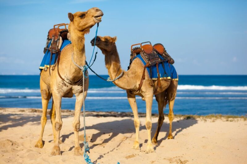 Camel Ride Tour Trek With Tean & Transfers - Good To Know