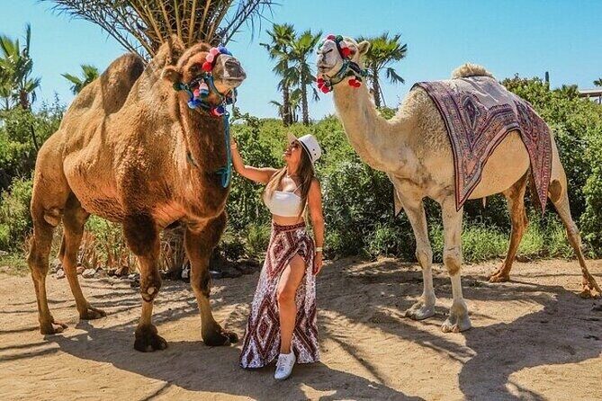 Camel Ride, UTV, and The Arch Tour with Lunch & Tequila Tasting! - The Itinerary: What You Can Expect from This Tour