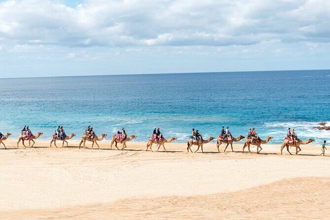 Camel Ride with Tequila Tasting and Lunch in Los Cabos - Authentic Experiences and Highlights