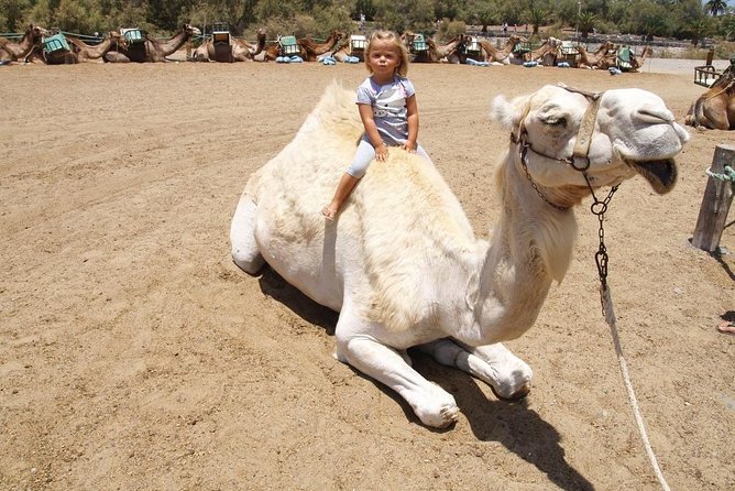 Camel Riding in Maspalomas Dunes - Customer Feedback and Reviews