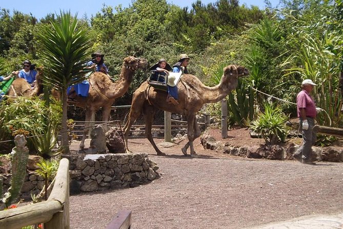 Camel Riding Tour at El Tanque, Tenerife - Important Considerations