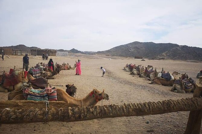 Camel Riding Tour in Sharm El Sheikh Desert - Inclusions and Amenities