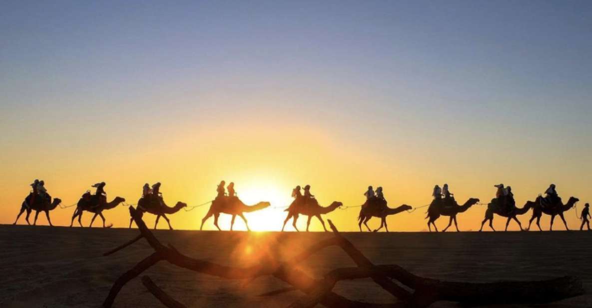 Camel Safari Adventure With Tacos - Tequila Tasting