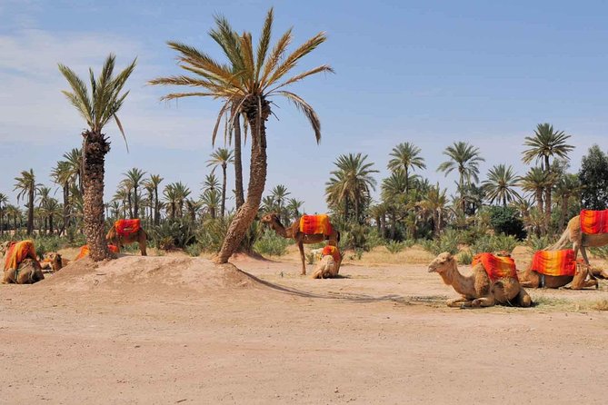 Camel Trek Around Marrakech Palmeraie - Experience the Palmeraie Oasis