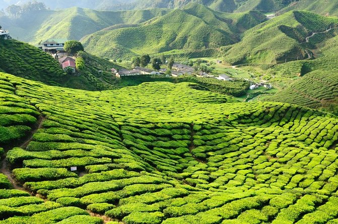 Cameron Highlands Day Tour From Kuala Lumpur With Lunch (Sic - Shared Tours) - Highlights of the Day