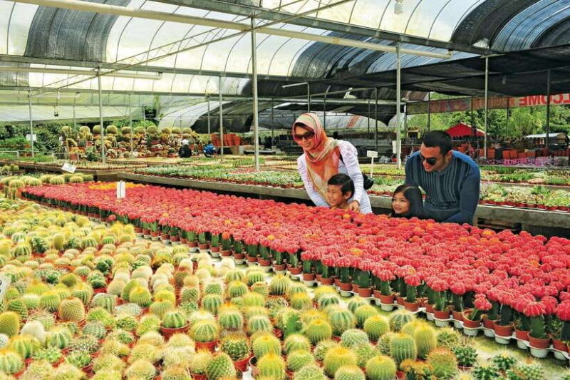 Cameron Highlands Private Day Tour from Kuala Lumpur - What is Included and What to Expect