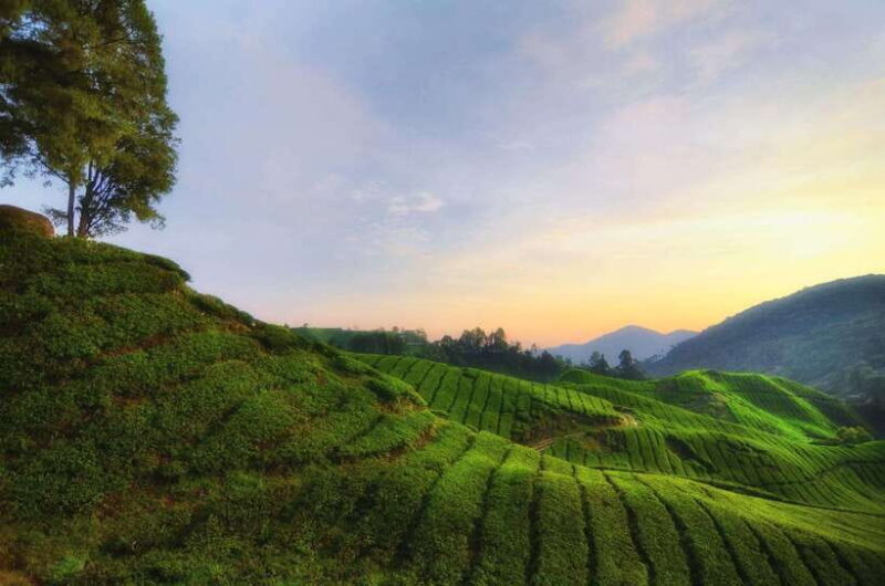 Cameron Highlands Private Day Tour from Kuala Lumpur - Analyzing the Experience: Is It Worth It?