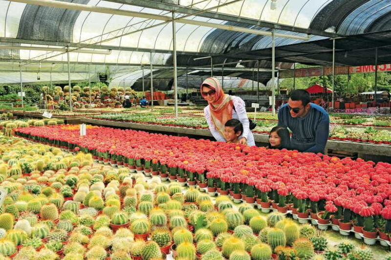 Cameron Highlands Private Day Tour from Kuala Lumpur - Transportation and Duration