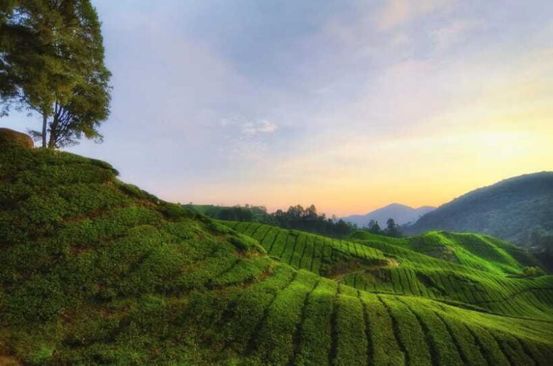 Cameron Highlands Private Day Tour from Kuala Lumpur - Practical Tips for Travelers