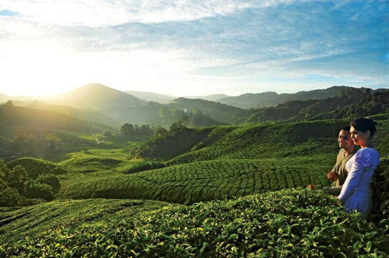 Cameron Highlands Private Day Tour from Kuala Lumpur - The Sum Up