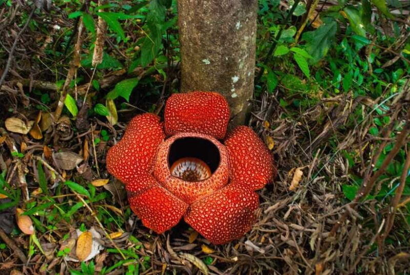 Cameron Highlands Private Day Tour from Kuala Lumpur - FAQ