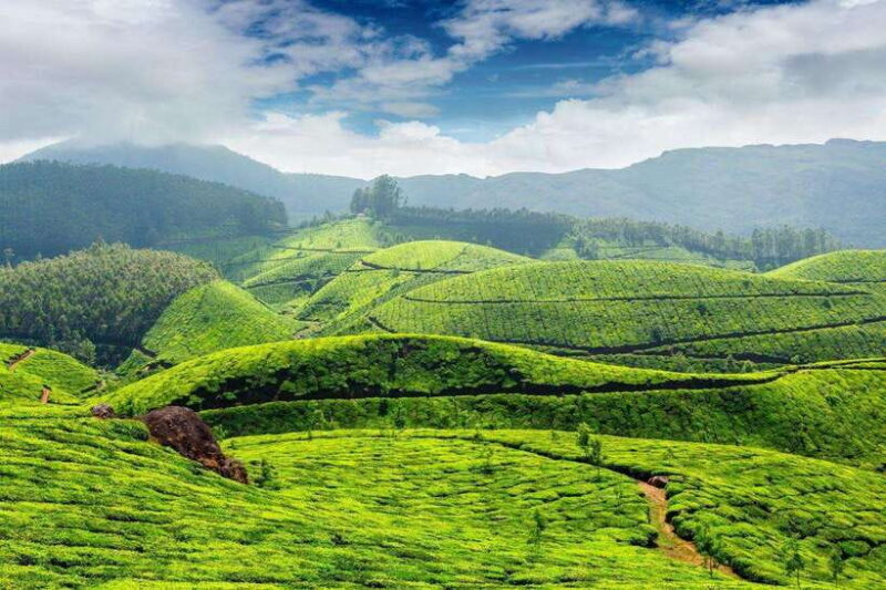 Cameron Highlands Private Day Trip - Introduction