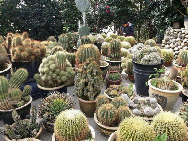 Cameron Highlands Private Day Trip - Analyzing the Value