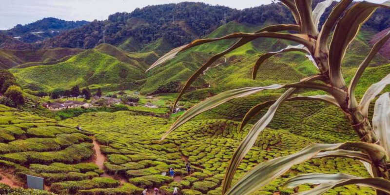 Cameroon Highland : Best nature in highland - Key Points