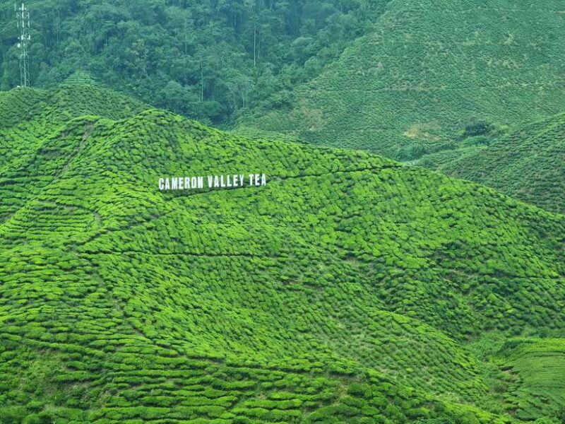 Cameroon Highland : Best nature in highland - An In-Depth Look at the Cameron Highlands Tour