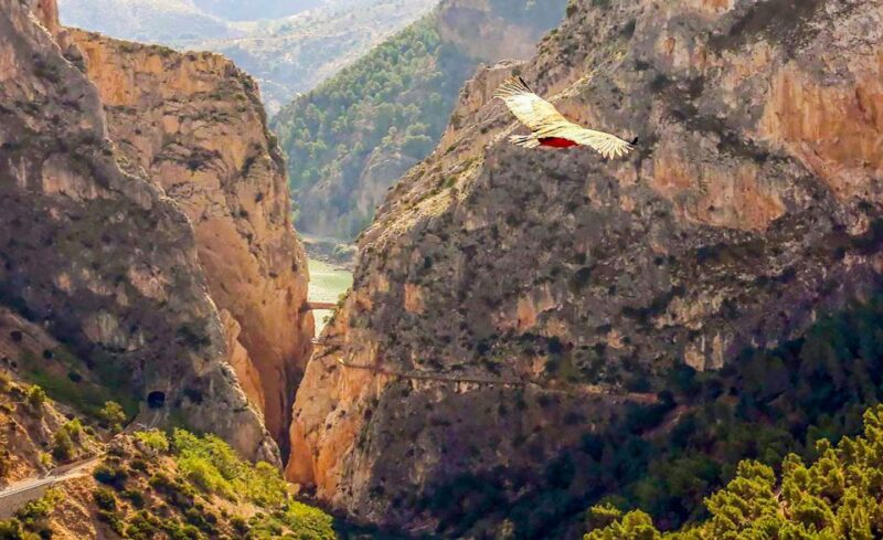 Caminito Del Rey: Entry Ticket and Guided Tour - Participant Information