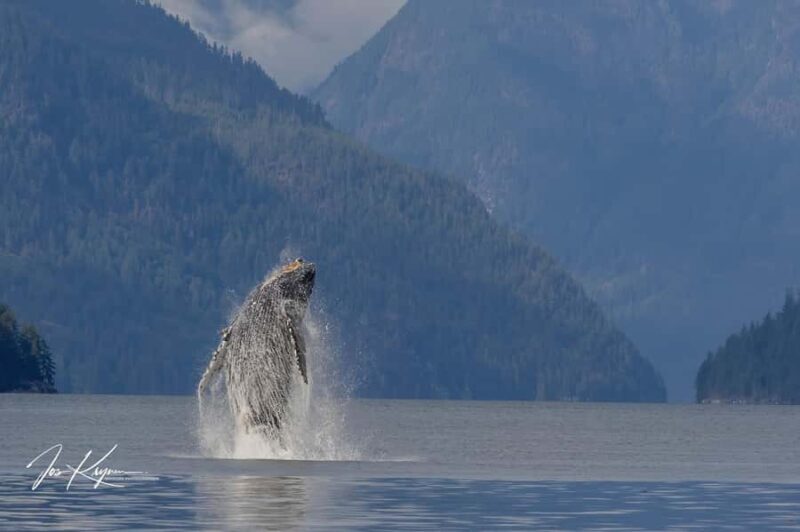 Campbell River: 4 Hour Whale & Wildlife Tour by Covered Boat - Authentic Experiences & Honest Feedback