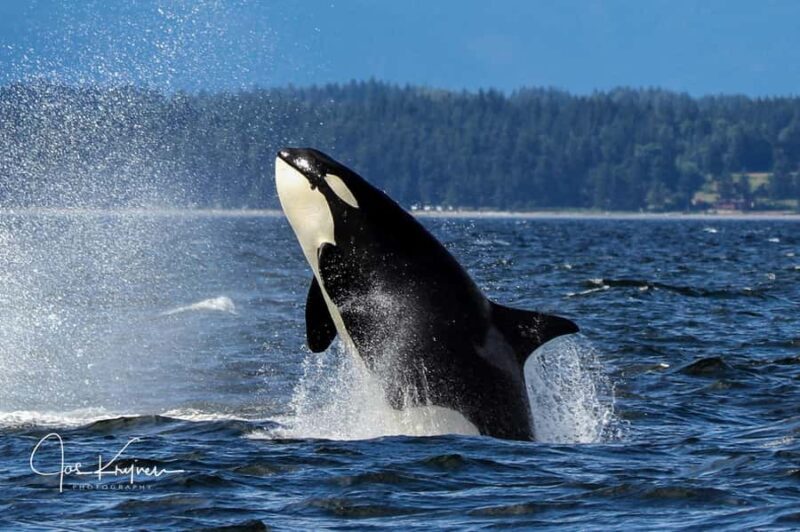 Campbell River: 4 Hour Whale & Wildlife Tour by Covered Boat - FAQs