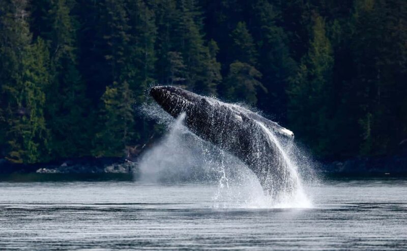 Campbell River: 4 Hour Whale & Wildlife Zodiac Boat Tour - Key Points