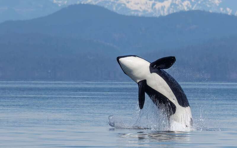 Campbell River: 4 Hour Whale & Wildlife Zodiac Boat Tour - An Authentic Marine Adventure